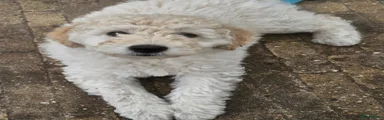 Olaf