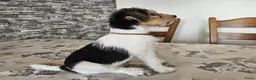 Fox Terriër Draadhaar honden te koop: Fox terier pupies - Advertentie 1