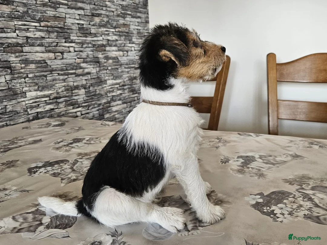 Fox Terriër Draadhaar honden te koop: Fox terier pupies - Advertentie 1