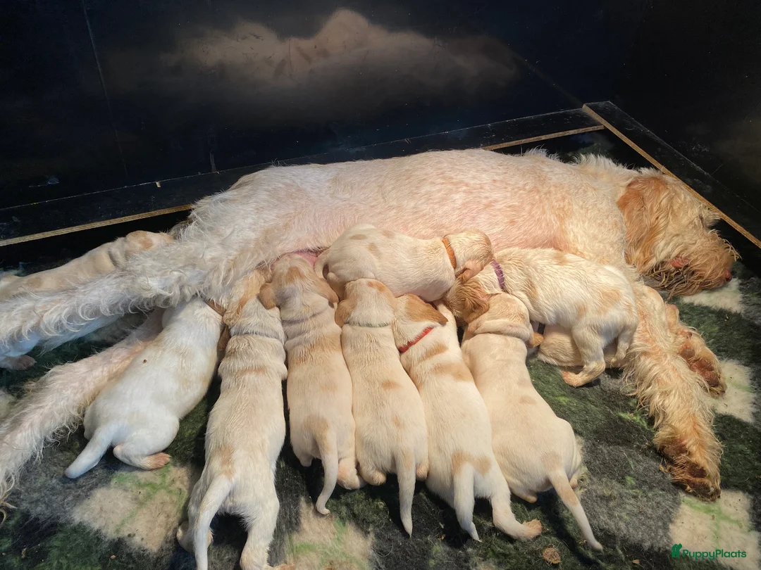 Spinone Italiano honden te koop: Spinone italiano in Maastricht - Advertentie 2