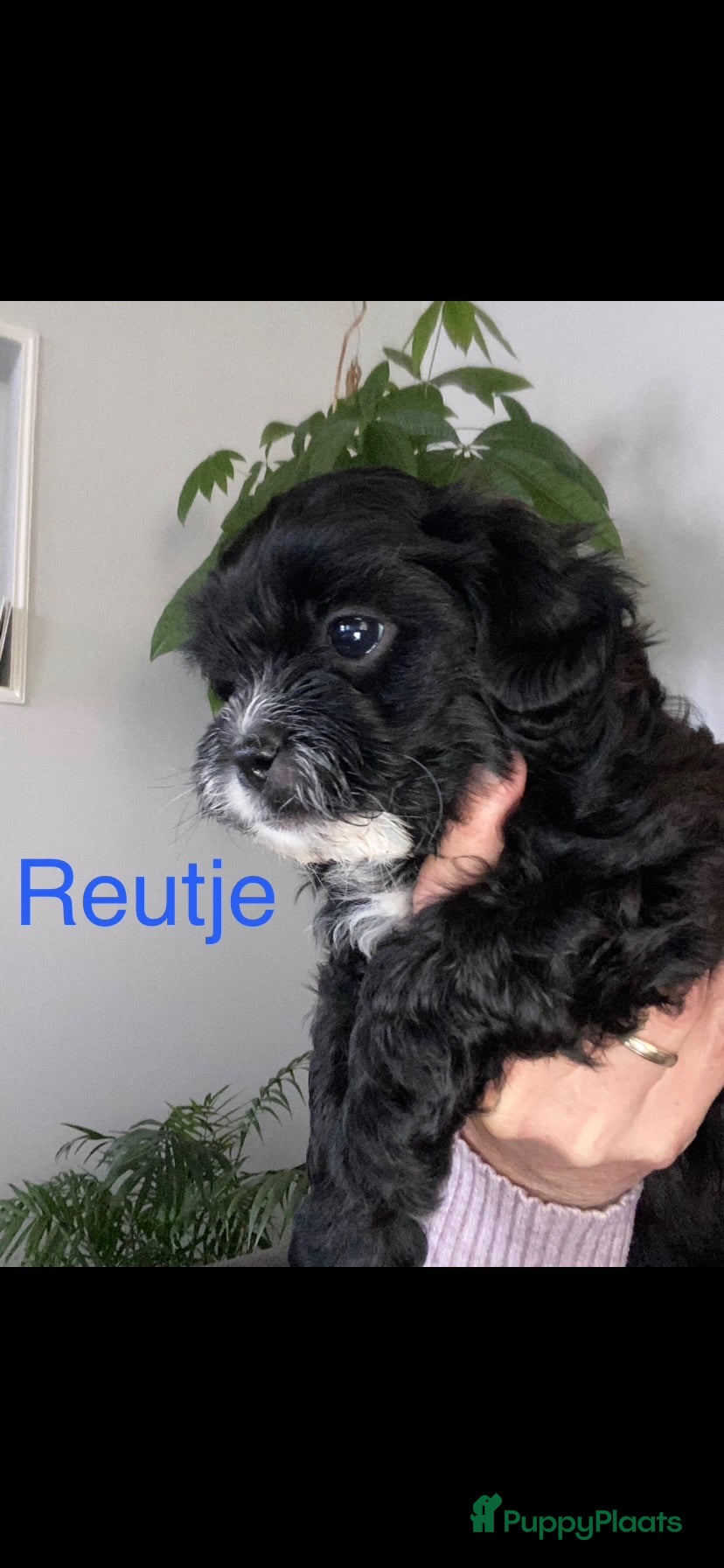 Shihpoo honden Prachtige Shihpoo pups (nog 1 reutje) - Advertentie 1