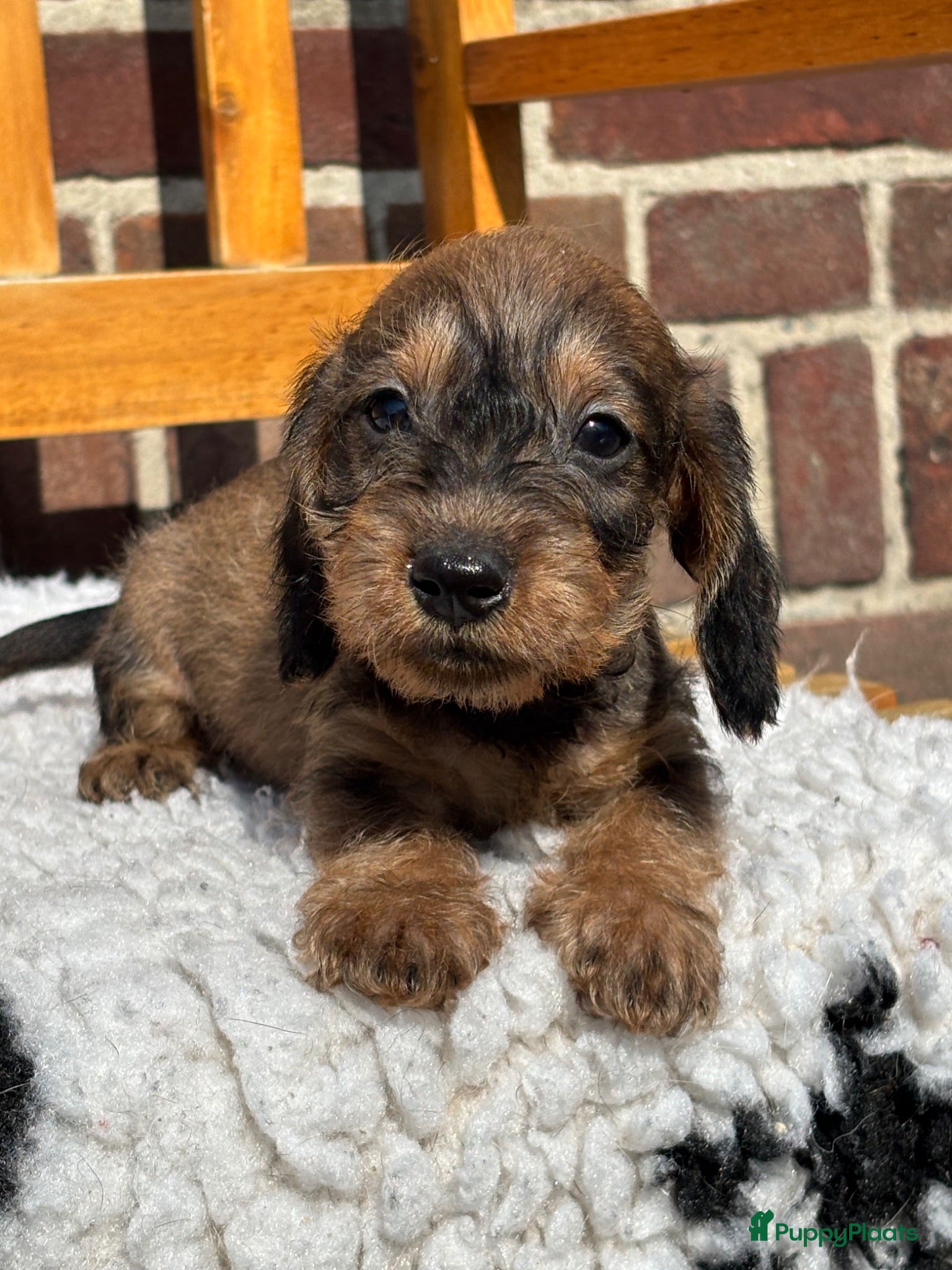 Ruwhaar Teckel honden te koop: Ruwhaar kaninchen/dwergteckels, rood en wildkleur  - Advertentie 3