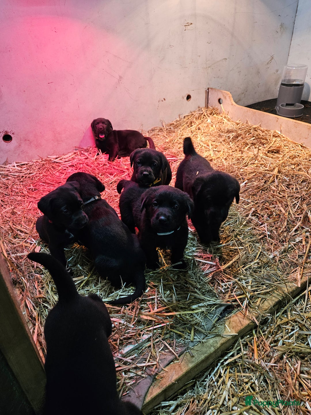 Kruising honden te koop: Grote zwitserse sennenhond x labrador pups - Advertentie 3