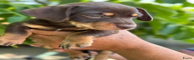 Jack Russel Terriër 2