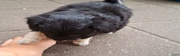 Kruising honden te koop: Nog 2 teefjes Toy poedel & Multipoo - Advertentie 18