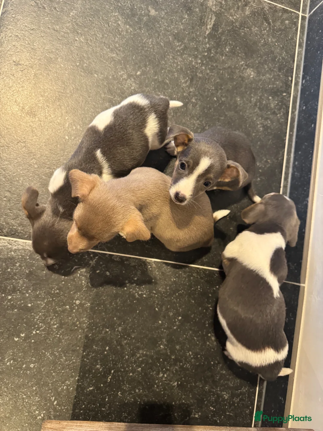 Jack Russel Terriër honden te koop: Jack Russel pups te koop - Advertentie 2