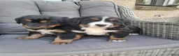 Berner Sennenhond honden te koop: Kruising berner sennen x boulab - Advertentie 1