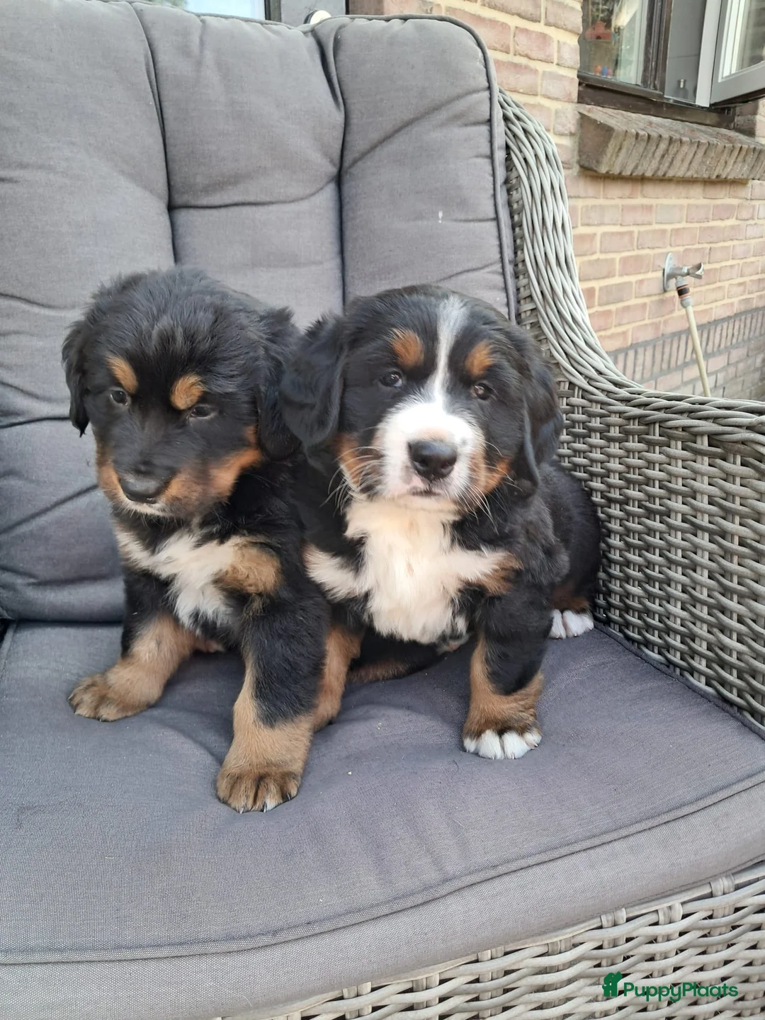 Berner Sennenhond honden te koop: Kruising berner sennen x boulab - Advertentie 1