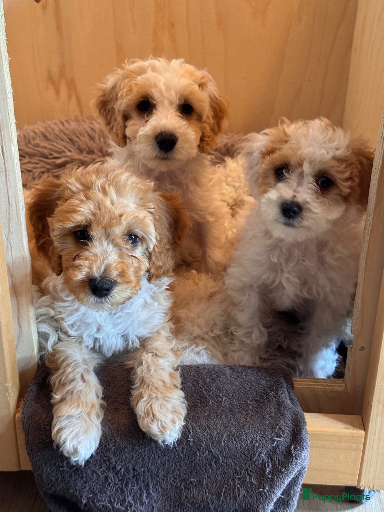 Kruising honden Labradoodle pups mini - Advertentie 1