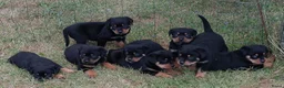 Kruising honden te koop: 75%rottweiler/25%labrador pups in Hemelum - Advertentie 2