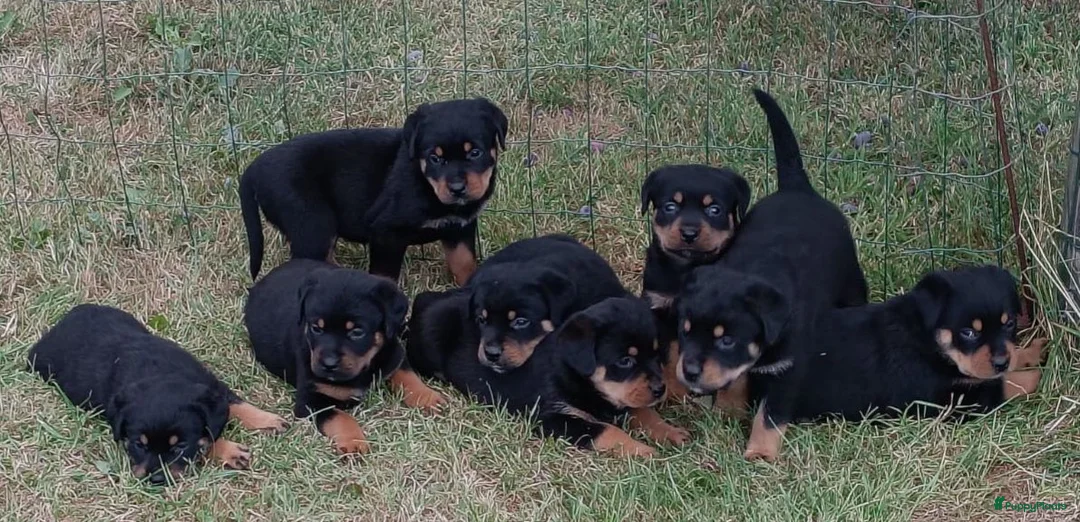 Kruising honden te koop: 75%rottweiler/25%labrador pups in Hemelum - Advertentie 2