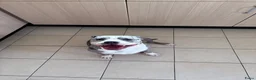 Amerikaanse Bully honden te koop: Mooie bully’s  - Advertentie 8
