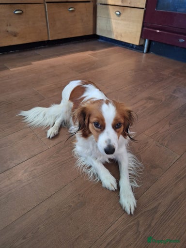 Galerij afbeelding {{count}}