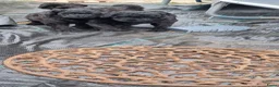 Labradoodle honden te koop: Mooie mini tot medium echt zwart pupjes - Advertentie 4