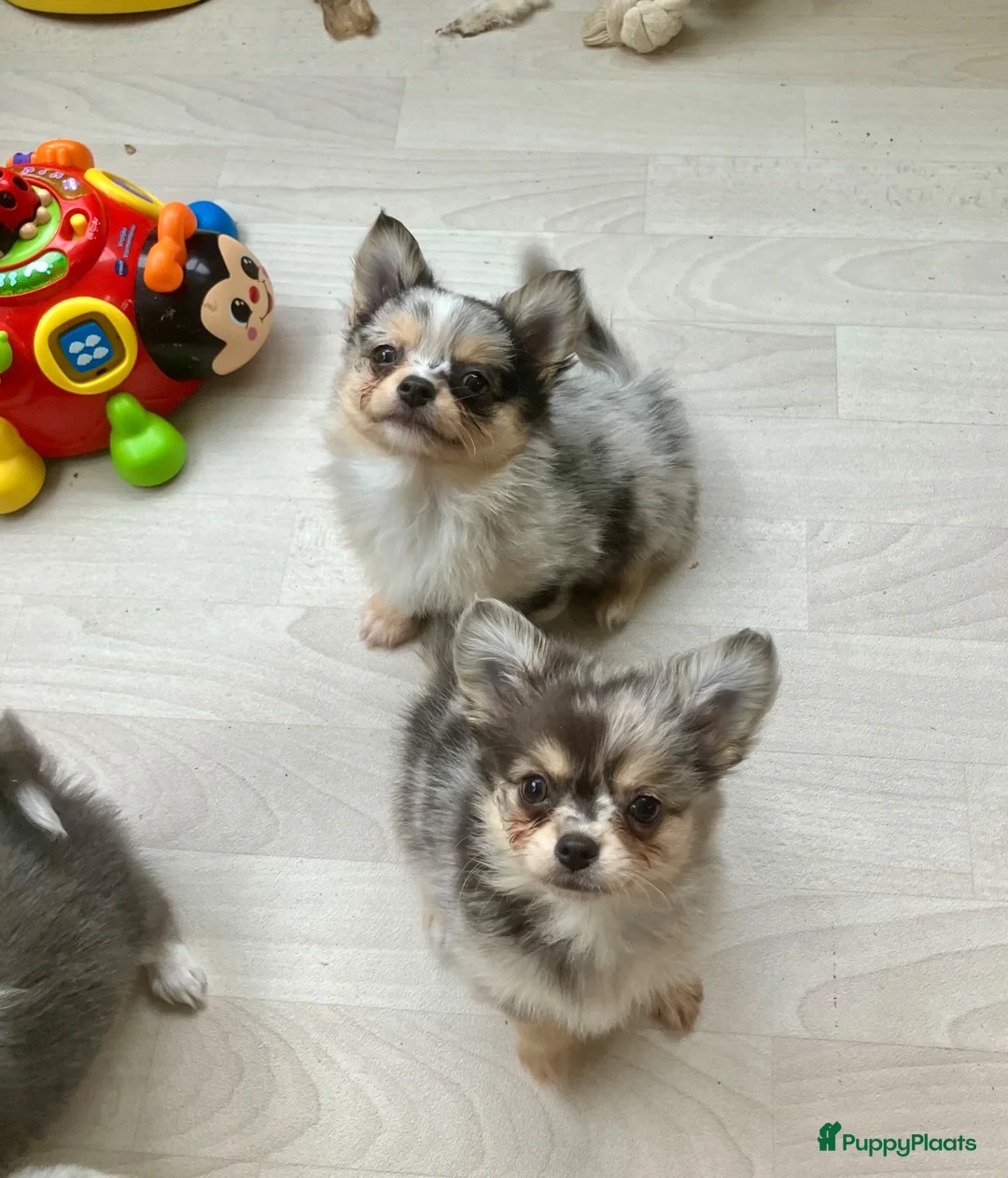 Pomchi honden te koop: Schattige pomchi reutjes zoeken fijn huisje - Advertentie 2