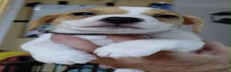 Jack Russel Terriër honden te koop: Jack Russell pups – 2 reutjes & 2 teefjes - Advertentie 8