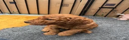 Australian Labradoodle honden te koop: Prachtig nest labradoodles (medium) - Advertentie 18