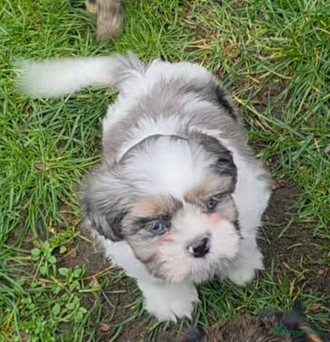 Shih Tzu honden te koop: Shih Tzu diverse kleuren , merle teefje - Advertentie 5