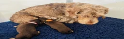 Ruwhaar Teckel honden te koop: Ruwharige teckel pups choco en tijger - Advertentie 13
