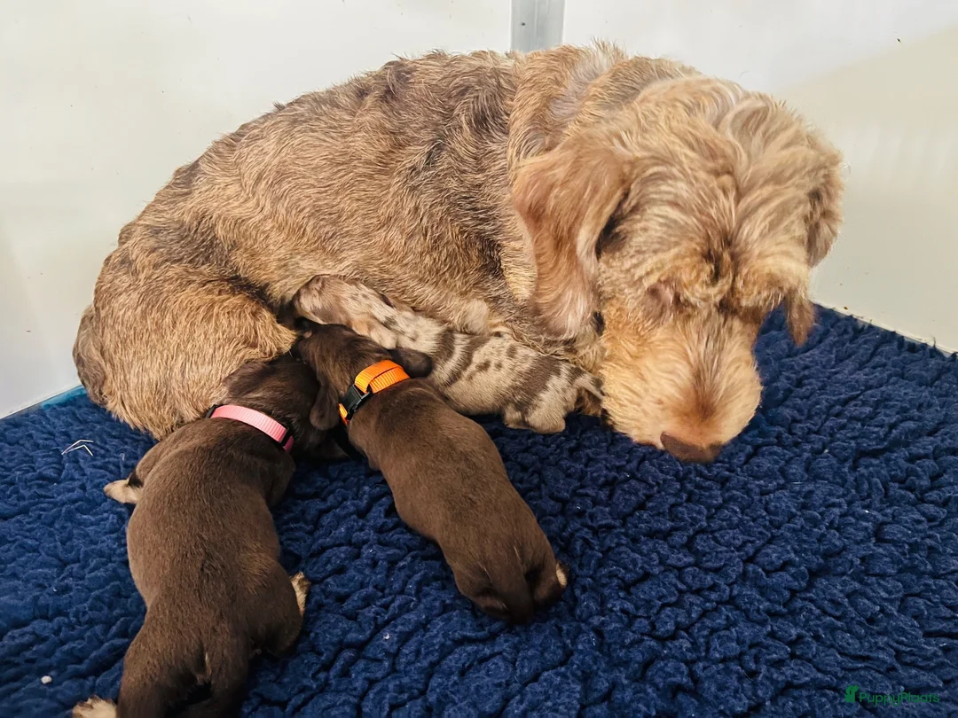Ruwhaar Teckel honden te koop: Ruwharige teckel pups choco en tijger - Advertentie 13