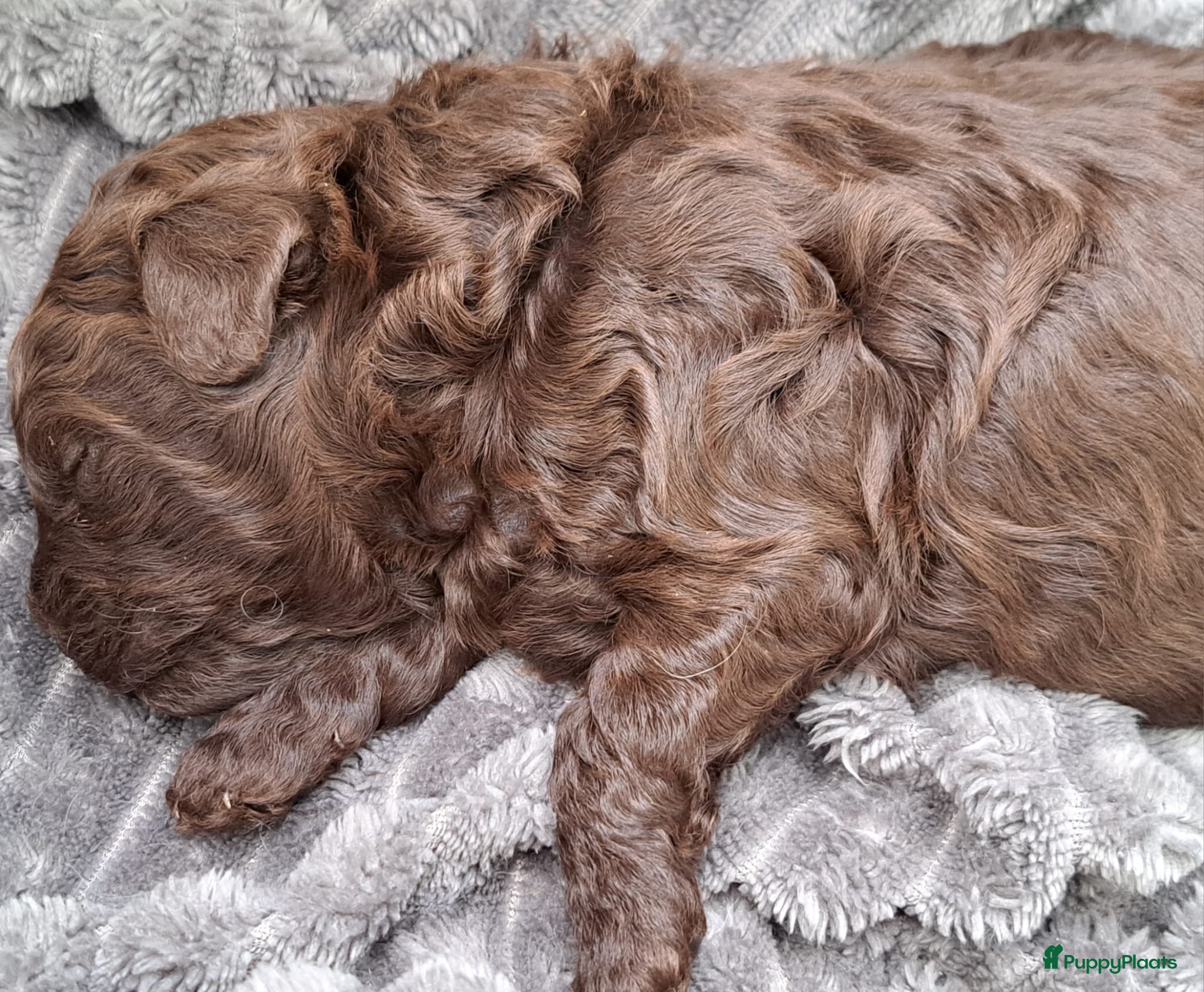 Shihpoo honden Choco shihpoo puppy teefje x toypoedel - Advertentie 2