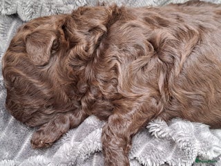 Shihpoo honden Choco shihpoo puppy teefje - Advertentie 3