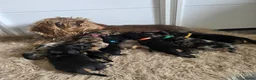 Ruwhaar Teckel honden te koop: Standaard Ruwharige Teckelpups met FCI stamboom  - Advertentie 10