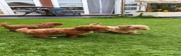 Poedel Toy honden te koop: 5 prachtige toy poedel reutjes  - Advertentie 14