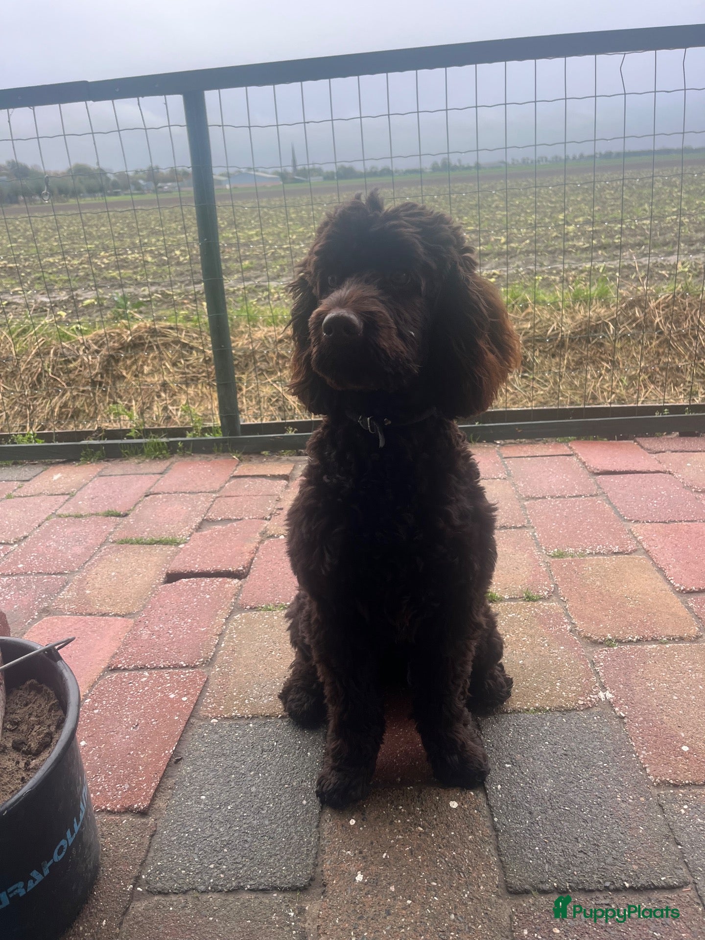 Australian Labradoodle honden te koop: Labradoodles teef, kleine medium chocolade bruin - Advertentie 1