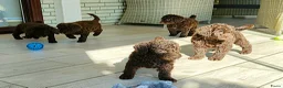 Labradoodle honden te koop: schattige chocof4 labradoodle pups ouders aanwezig - Advertentie 2