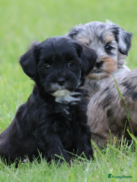 Kruising honden Boompoo pups - Advertentie 1