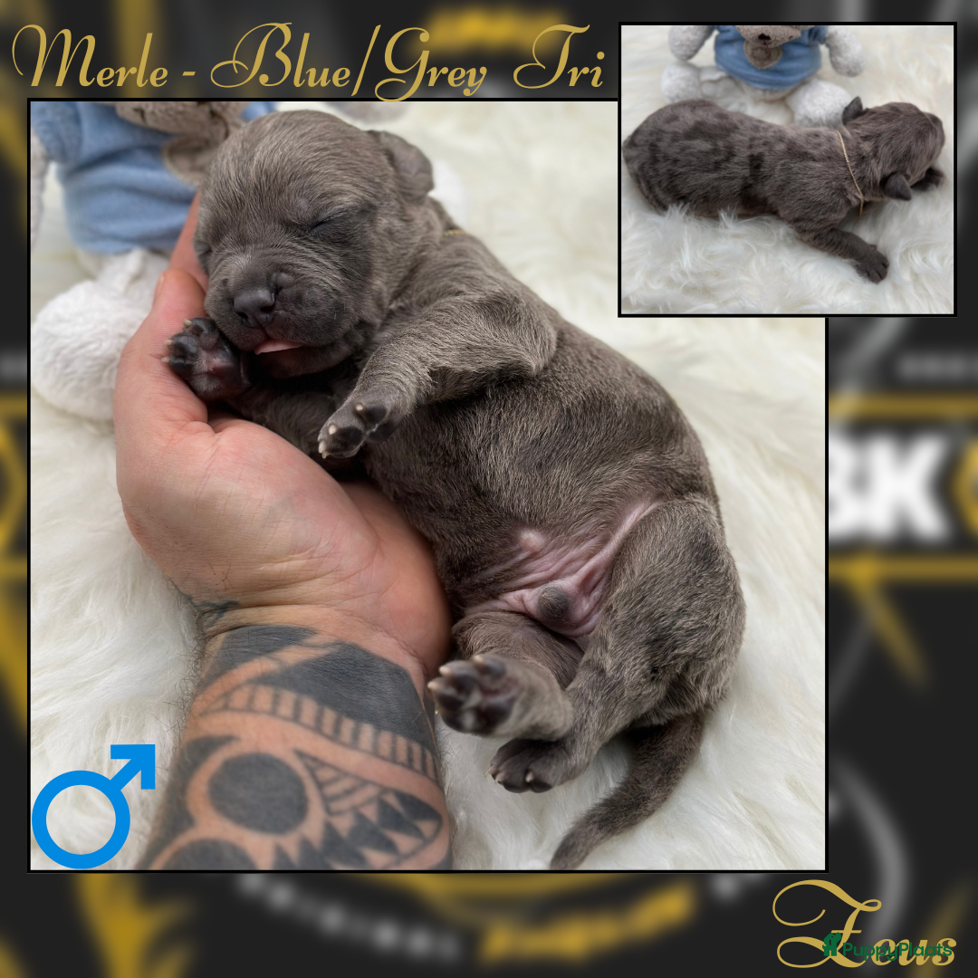Amerikaanse Bully honden te koop: American Bully XL - Black Merle - Advertentie 5