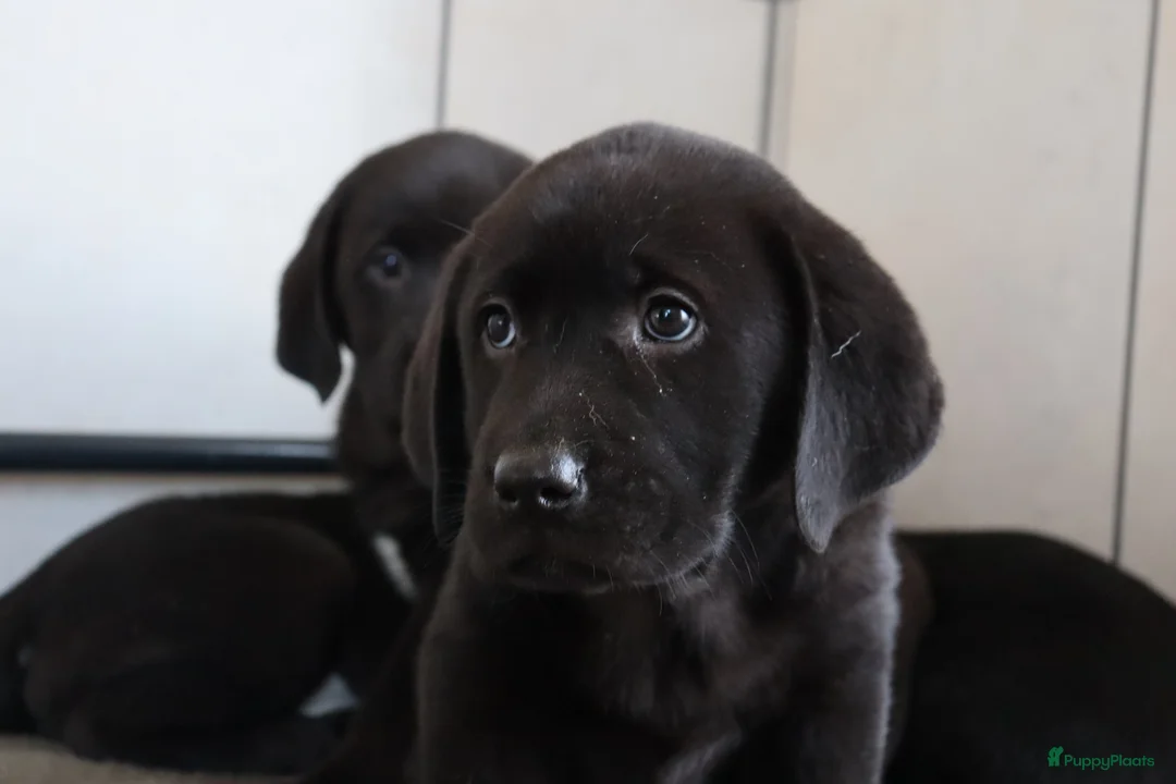 Labrador Retriever honden te koop: Hele lieve labrador pups te koop! - Advertentie 12