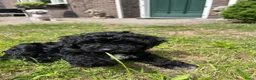 Maltipoo honden te koop: Maltipoo  - Advertentie 13