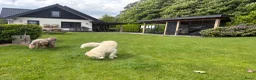 Kruising honden te koop: Australian Goldendoodle pups voor Autisme ADHD - Advertentie 9