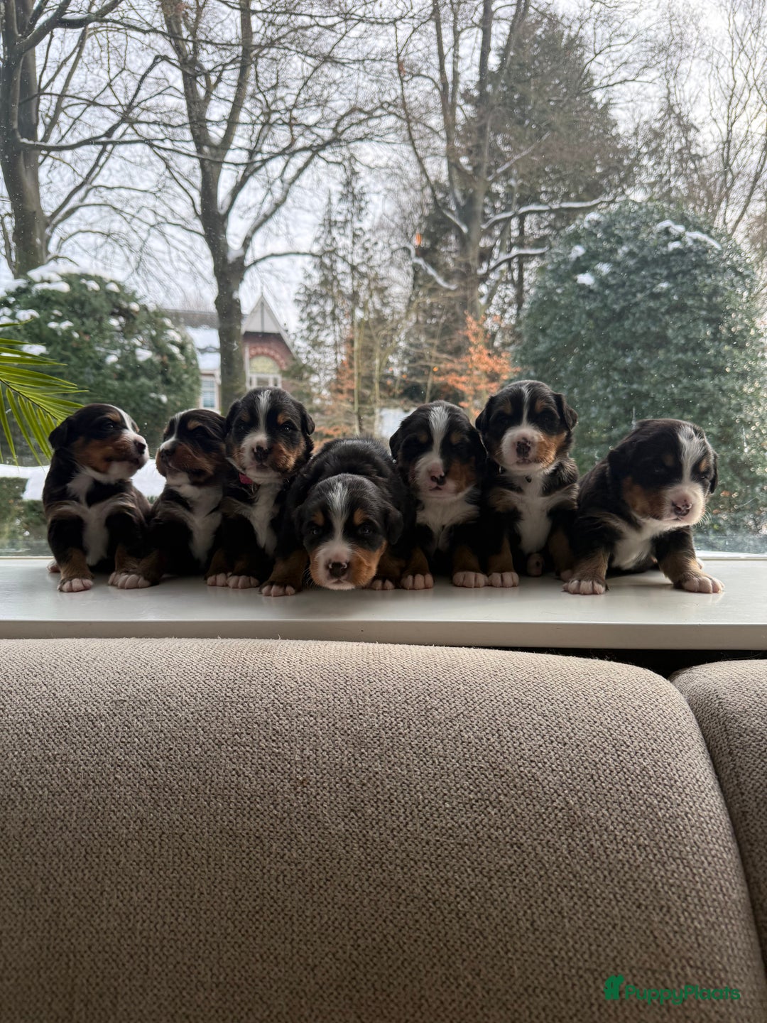 Berner Sennenhond honden te koop: Berner Sennen puppy's zoeken een liefdevol huis - Advertentie 2
