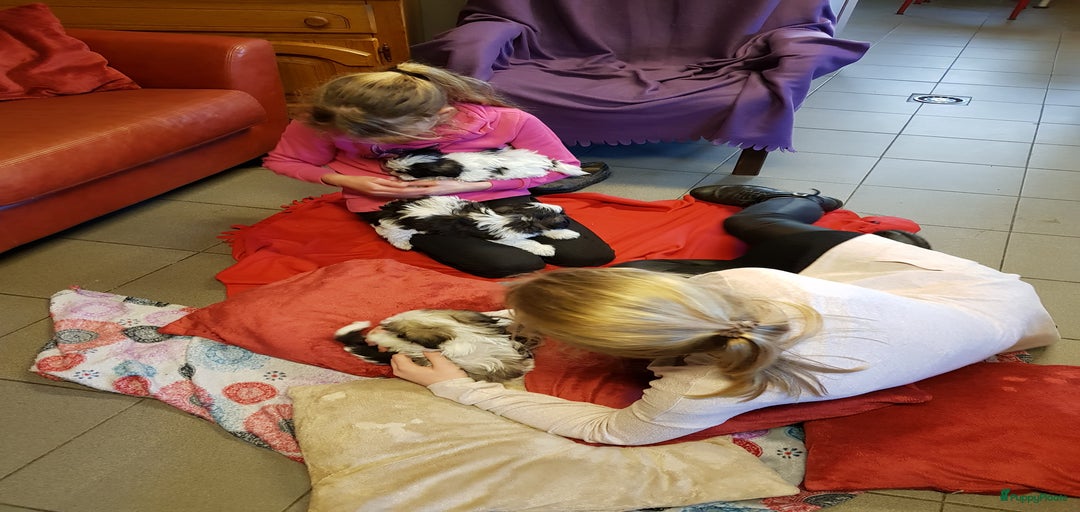 Galerij afbeelding {{count}}