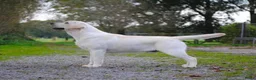Labrador Retriever honden te koop: Raszuivere Labrador pups blond | Vader is kampioen in Twijzel - Advertentie 10