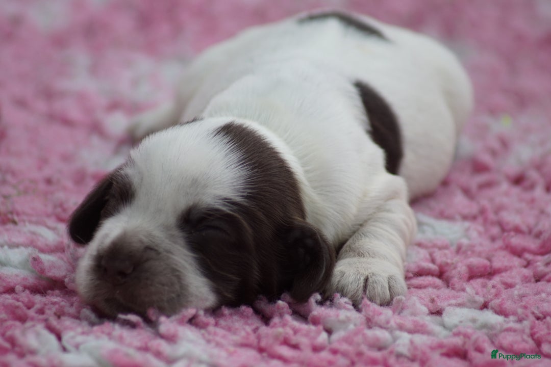 Engelse Cocker Spaniel honden te koop: Engelse Cocker Spaniel Pups met Stamboom  - Afbeelding 7