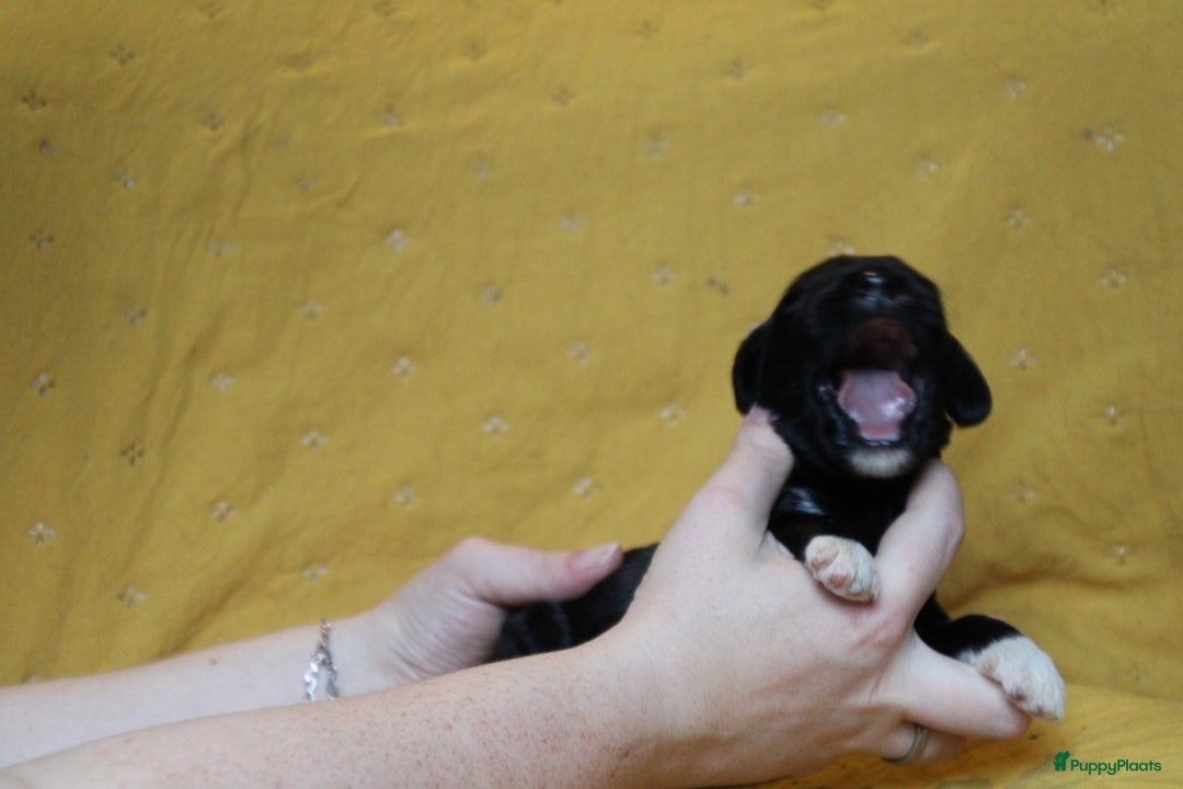 Barbet honden te koop: Barbet puppy’s geboren - Advertentie 24