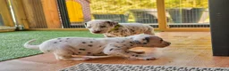 Dalmatiër honden te koop: Dalmatiër Pups van erkende fokker! - Advertentie 2