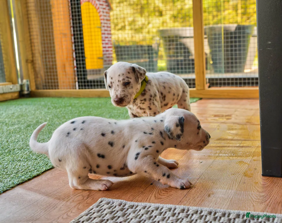 Dalmatiër honden te koop: Dalmatiër Pups van erkende fokker! - Advertentie 2