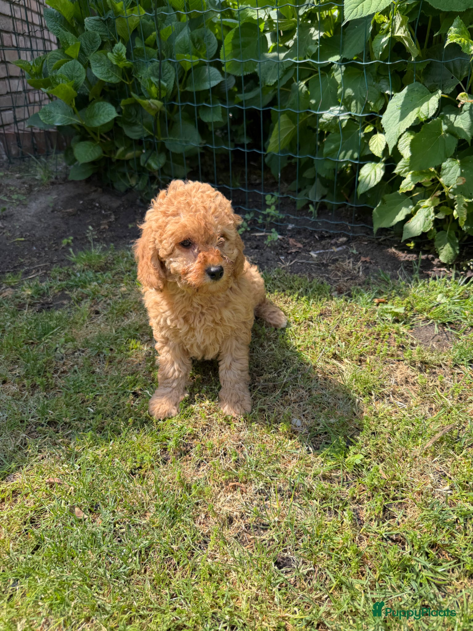 Labradoodle honden te koop: Mini Doodle (Dwergpoedel x Labradoodle) - Advertentie 13