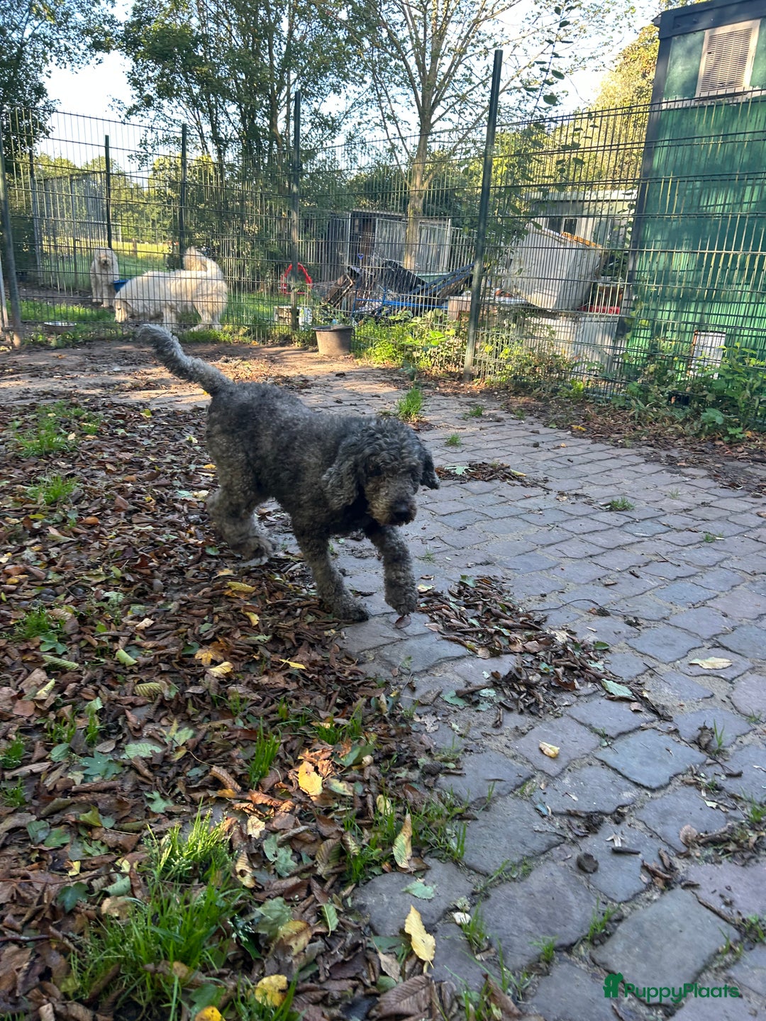 Labradoodle honden te koop: labradoodle teef te koop - Advertentie 1