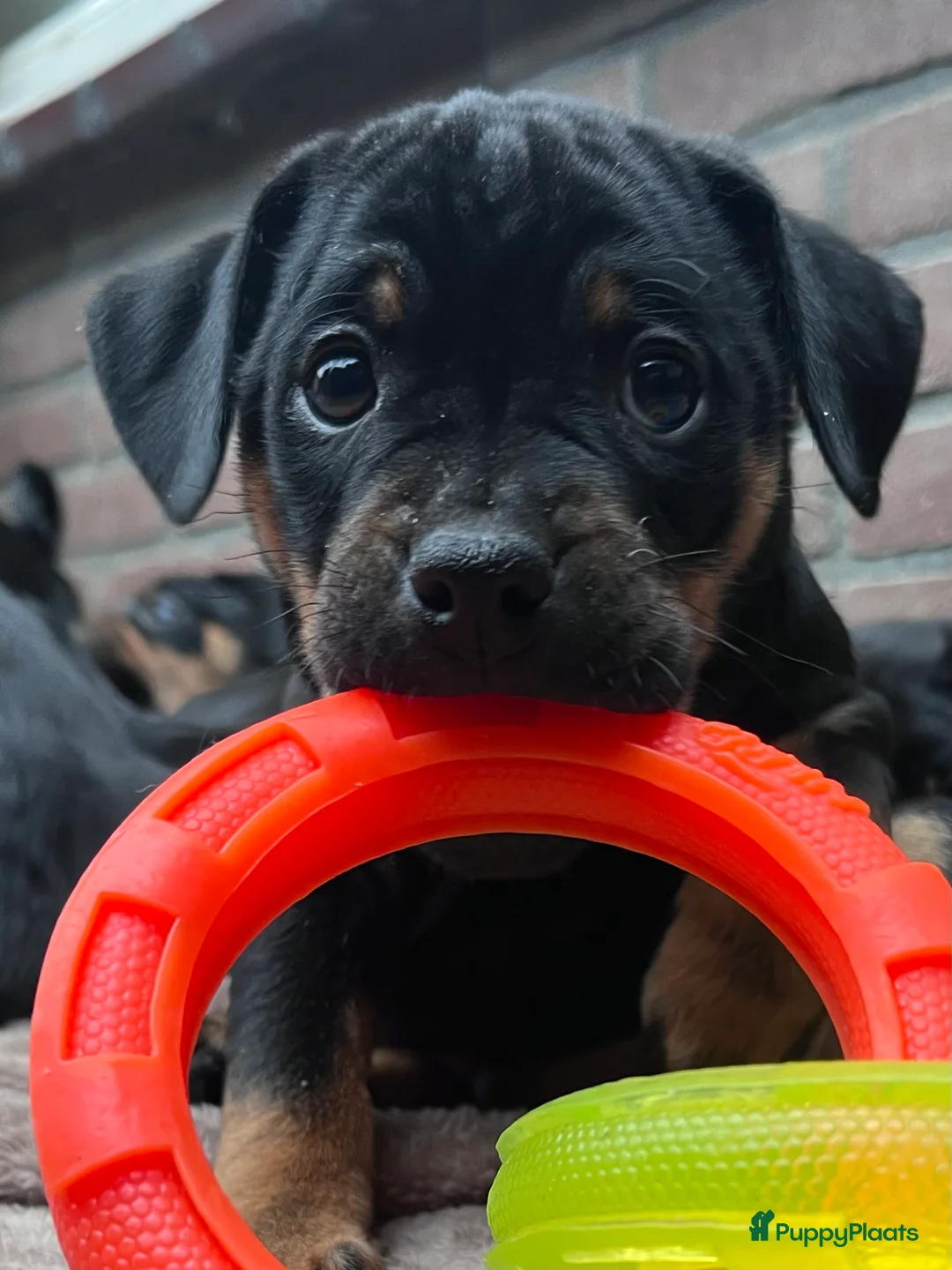 Kruising honden te koop: Carlin Pinscher Pups - Advertentie 15