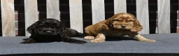 Engelse Cocker Spaniel honden te koop: Speelse Engelse Cocker Spaniel pups - Advertentie 13