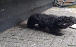Poedel Toy honden te koop: Toy poedel teefje  in Oss - Afbeelding 2