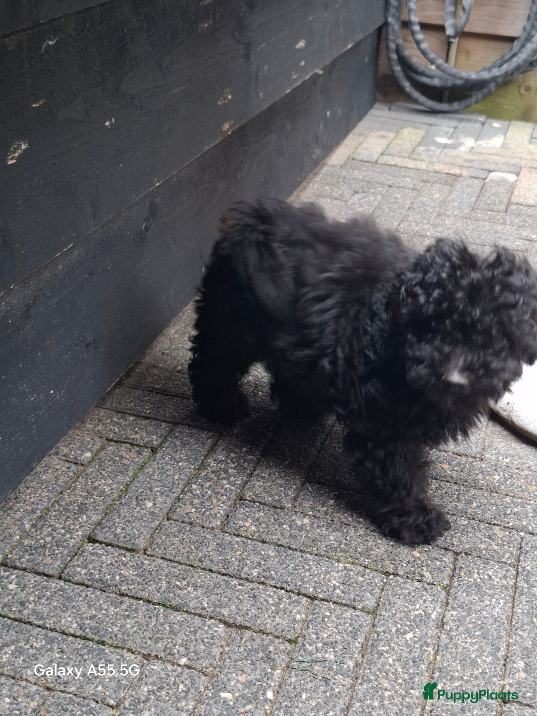 Poedel Toy honden te koop: Toy poedel teefje  in Oss - Afbeelding 2