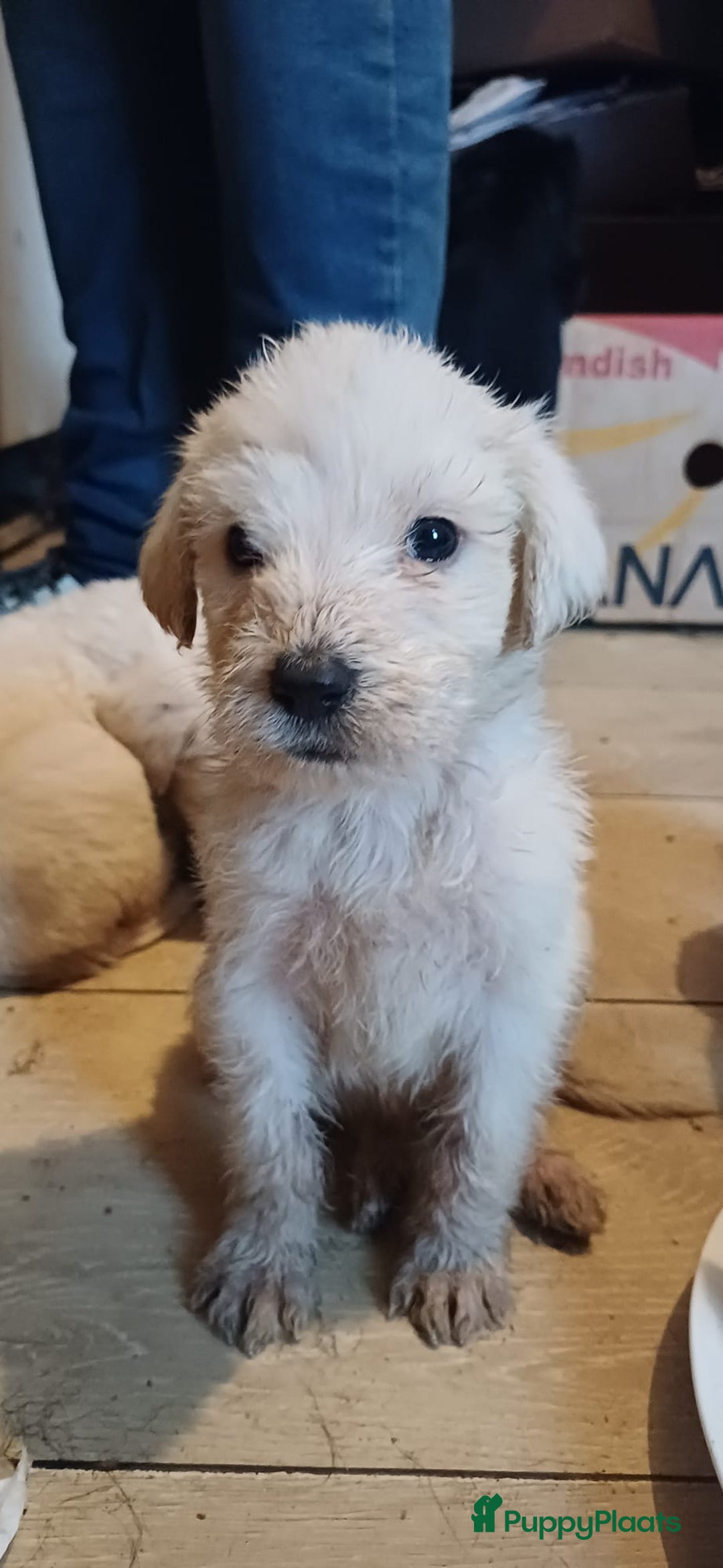 Kruising honden te koop: Ben jij het baasje van een van deze mooie puppy's? - Advertentie 25