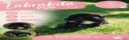 Kruising honden te koop: Laatste Labrakita pup teefje zoekt nieuw huisje - Advertentie 17